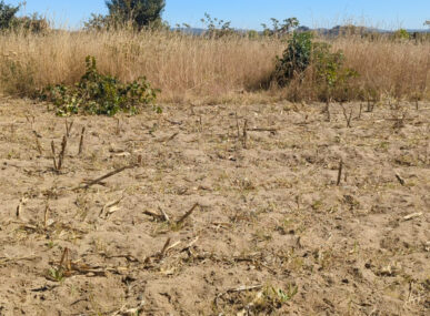 Severe drought in Malawi, Zambia and Zimbabwe